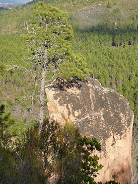 Gorges du Blavet - Fels und Pinien